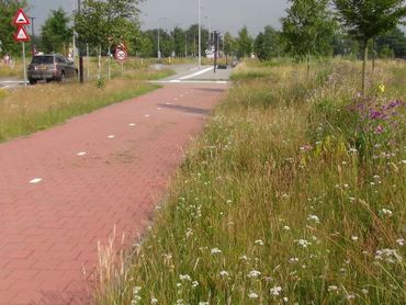 Een fraaie, bloemrijke berm, waar gefaseerd gemaaid wordt