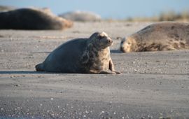 Grijze zeehonden (eenmalig exclusief gebruik WUR)