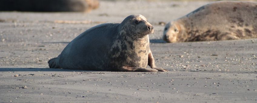 Grijze zeehonden (eenmalig exclusief gebruik WUR)