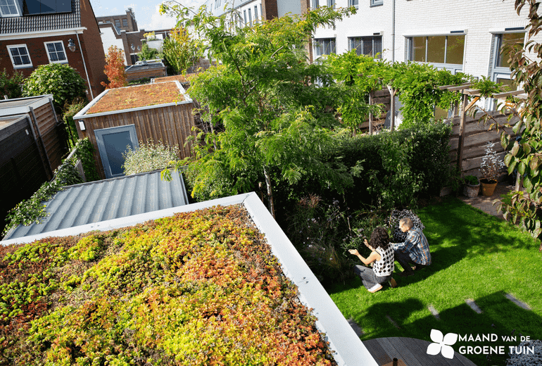 Groene daken helpen om lokaal wateroverlast te bestrijden