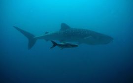 Pixabay Whale shark