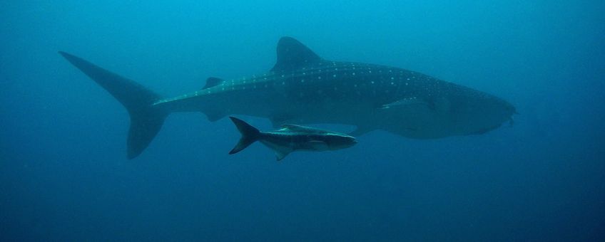 Whale shark