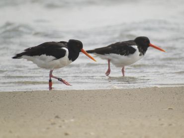 Oystercatchers on Vlieland, the Netherlands. The left individual is equipped with a GPS tracker and colour rings