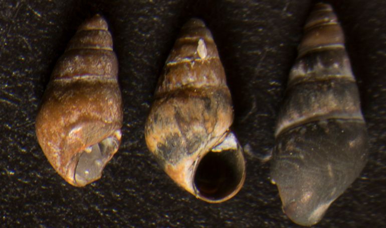 Wadslakjes lagen met miljoenen tegelijk langs de hoogwaterlijn, om gevonden te worden door oplettende strandwandelaars 