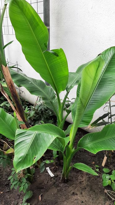 Musa textilis