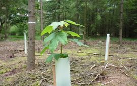 Aanplant rijkstrooiselsoorten in ongemengd douglasbos