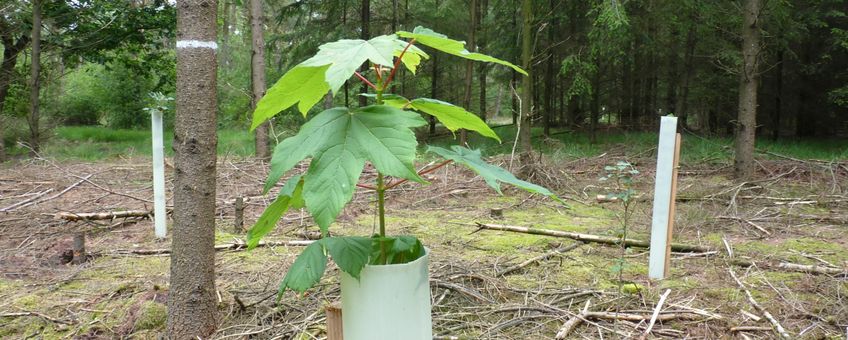 Aanplant rijkstrooiselsoorten in ongemengd douglasbos