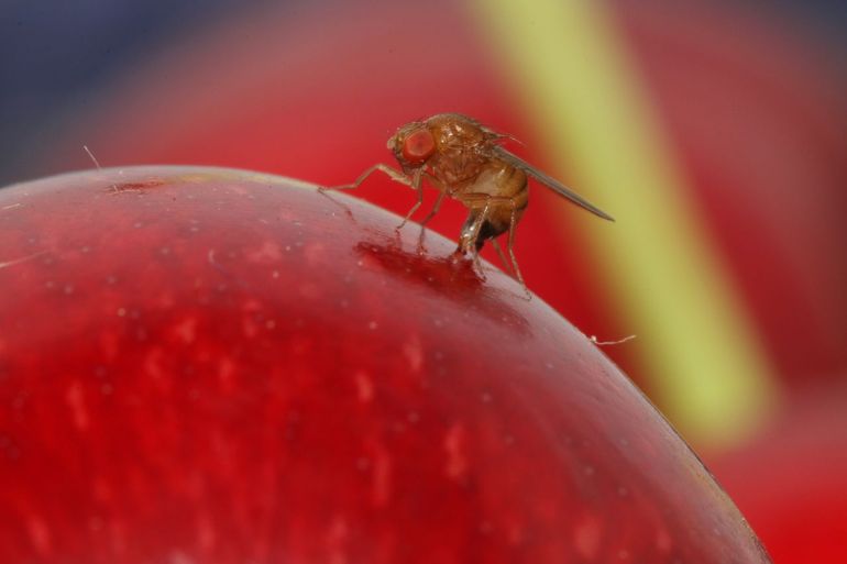 Suzuki-fruitvlieg maakt gaatje voor het leggen van een eitje