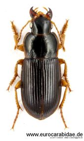 Harpalus luteicornis