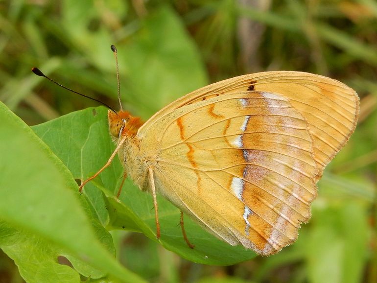De Tsarenmantel is een typische vlinder van Oost-Europa