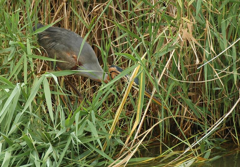 Purperreiger, broedvogel in Nationaal Park Doñana