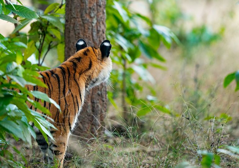 Een Bengaalse tijger in de Indiase natuur