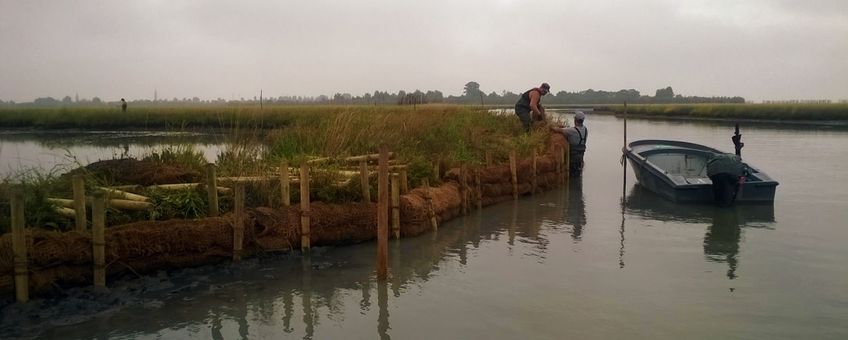 Local fishermen hired in the project place fascines to protect salt marsh edges from erosion