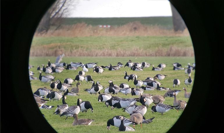 Ganzen in het vizier: de verschillende soorten ganzen vertonen verschillend gedrag. Wat betekent dit voor het ganzenbeleid op landbouwgronden?