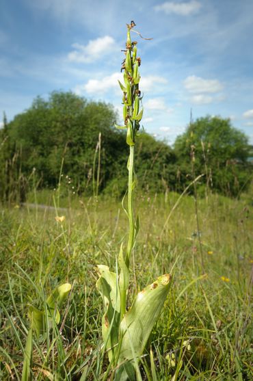 Bergnachtorchis ( Platanthera chlorantha) is een voorbeeld van een orchidee met stijf rechtopstaande vruchtdozen.