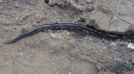 New Guinean land flatworm (Platydemus manokwari) on Bonaire.