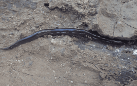 New Guinean land flatworm (Platydemus manokwari) on Bonaire.