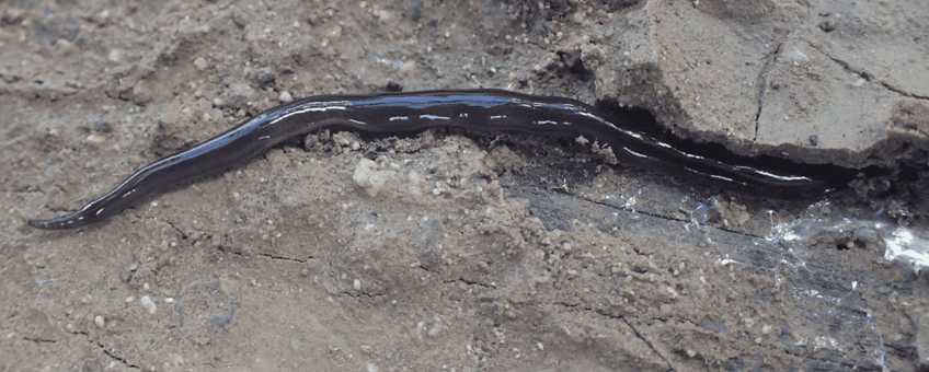 New Guinean land flatworm (Platydemus manokwari) on Bonaire.