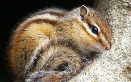 Arudhio Siberische grondeekhoorn (fotograaf: Arudhio_Creative Commons)