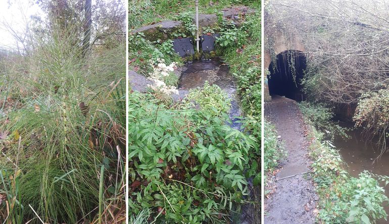 Omgevingsfoto's van en nabij de vindplaats. Links: reuzenpaardenstaart; midden: poort van de ‘beektunnel’ onder het spoortalud en de Eyserbeek; rechts: bronwater