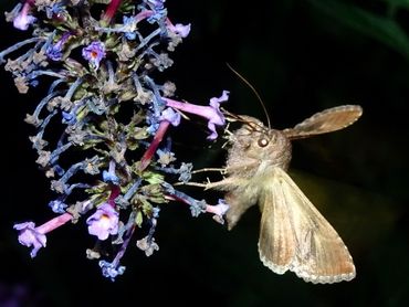 Gamma-uilen zijn altijd actief aan het fladderen tijdens het drinken