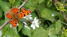 gehakkelde aurelia op sleedoorn - primair