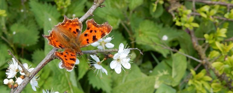 Een gehakkelde aurelia zit op sleedoorn