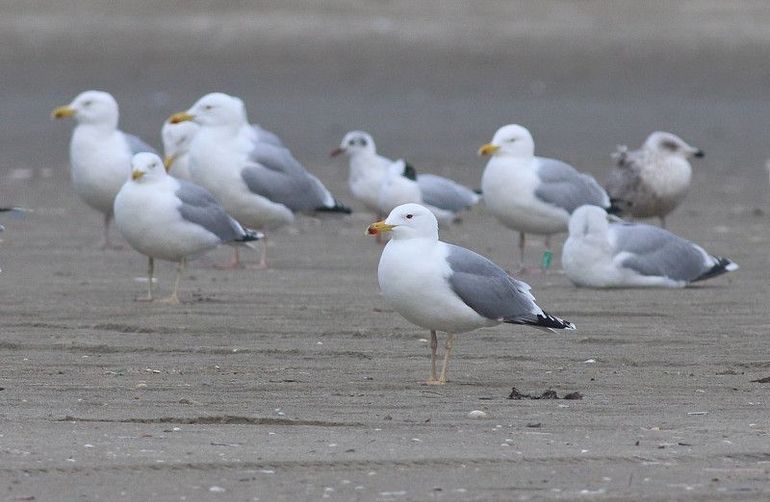 Een Pontische meeuw met op de achtergrond onder andere Zilvermeeuwen en Kokmeeuwen