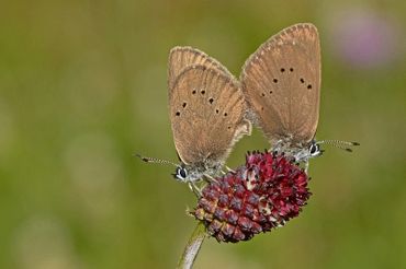 Parende donker pimpernelblauwtjes