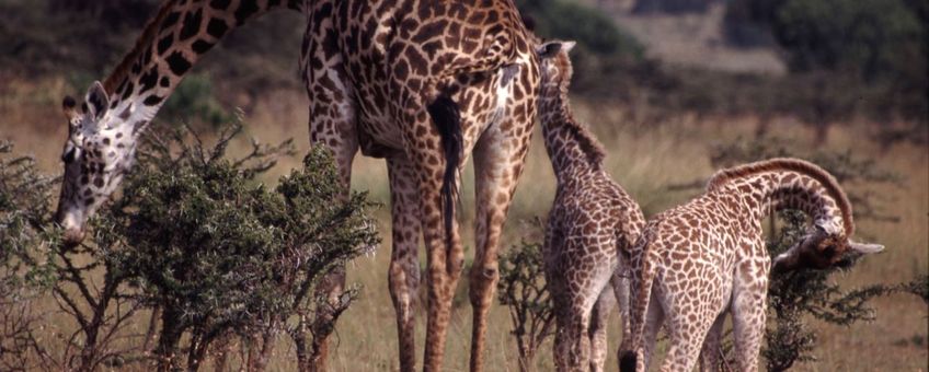 Giraffe familie (Giraffa camelopardalis)