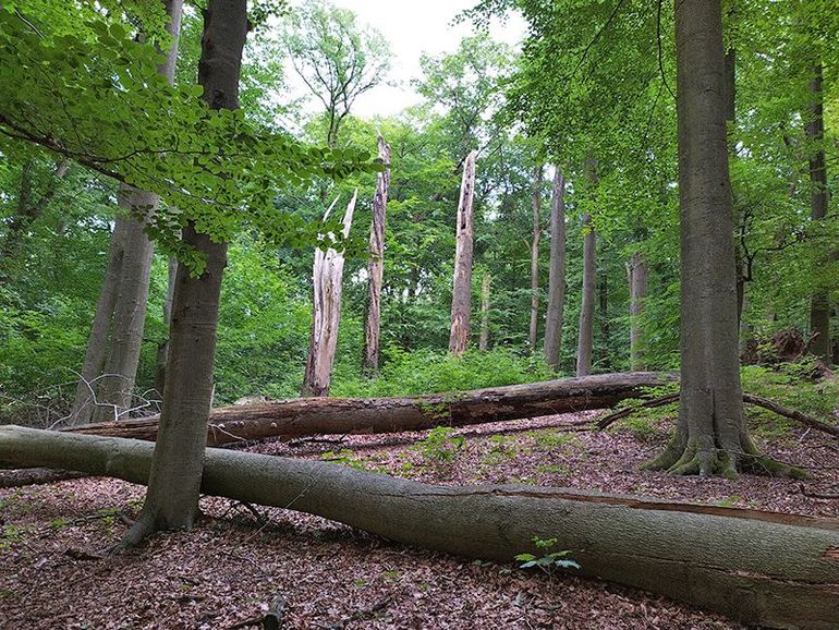 Park Zypendaal in Arnhem, een mooi voorbeeld van verbeterd bosbeheer