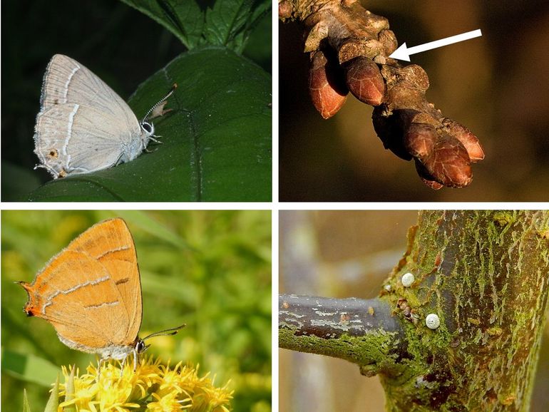 Een eikenpage en een eitje tussen de knoppen van een zomereik (boven) en een sleedoornpage en eitjes op sleedoorn (onder)