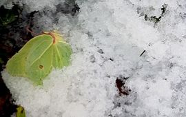 dode citroenvlinder in sneeuw - primair