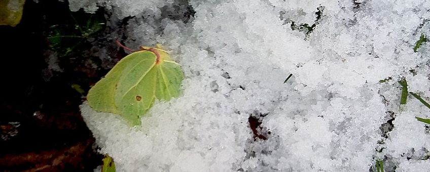 dode citroenvlinder in sneeuw - primair