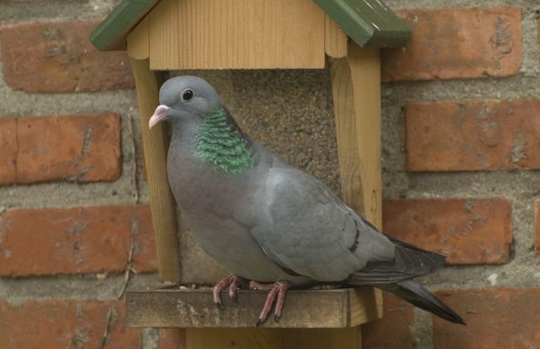 De holenduif met zijn groene halsvlek