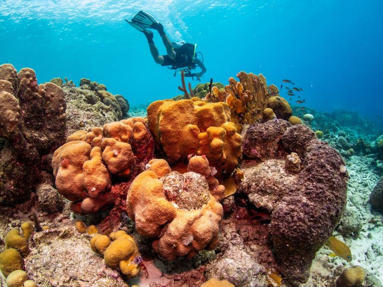 Rifmonitoring bij Bonaire