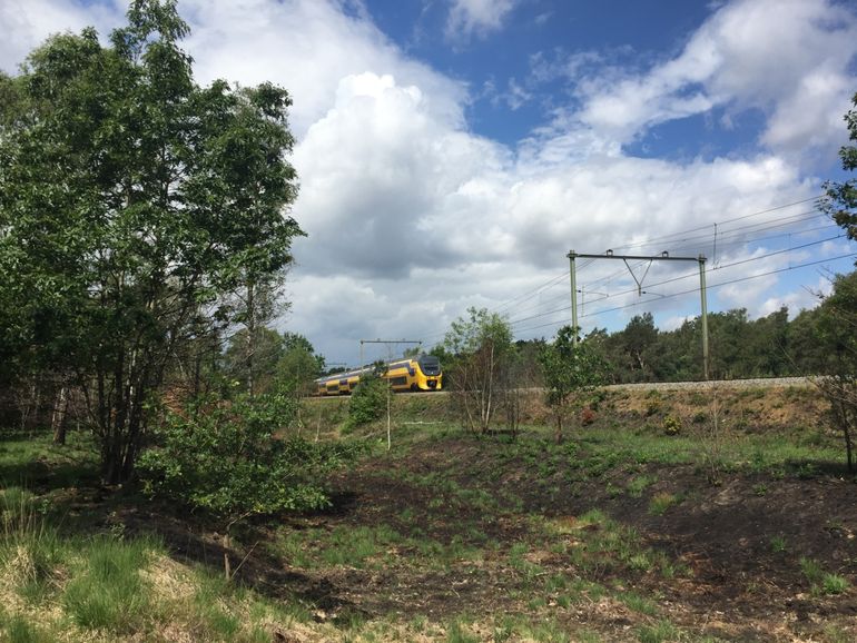 Planten worden weer groen na een voorjaarsbrand naast het spoor tussen Ede-Wageningen en Arnhem