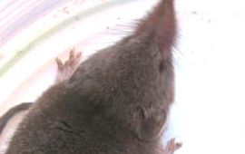 vzz huisspitsmuis Texel