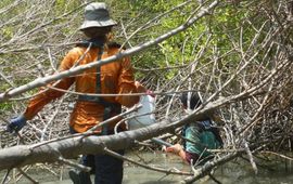 Nederlandse en Indonesische onderzoekers aan het werk in een eroderend en zinkend mangrovenbos