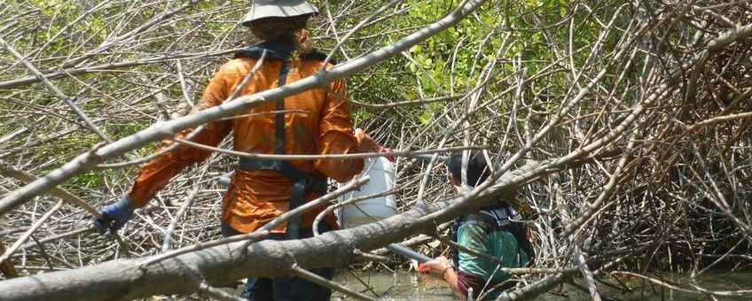Nederlandse en Indonesische onderzoekers aan het werk in een eroderend en zinkend mangrovenbos