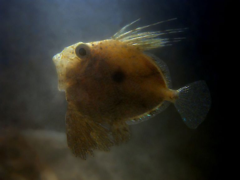 Juveniele Zonnevis, waargenomen in Oosterschelde bij Putti's place op 21 oktober 2017