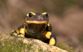 Jelger Herder vuursalamander