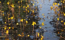 De botergele bloemen van groot blaasjeskruid