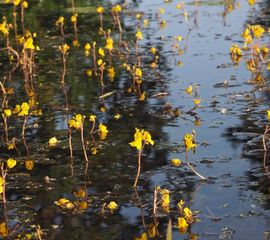 De botergele bloemen van groot blaasjeskruid