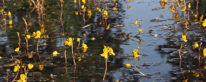 De botergele bloemen van groot blaasjeskruid