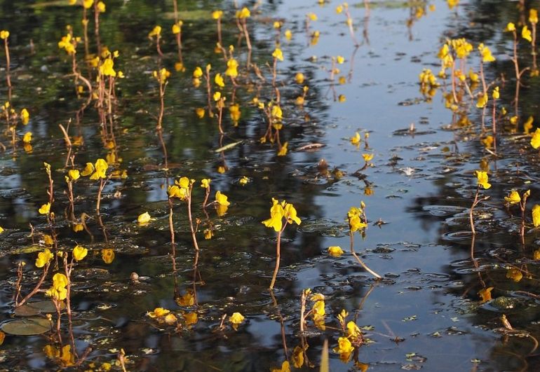 De botergele bloemen van groot blaasjeskruid