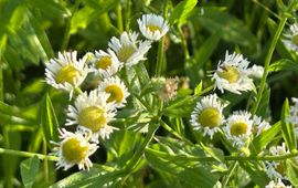 Zomerfijnstraal - Erigeron annuus