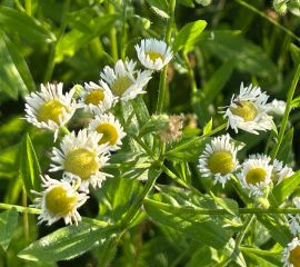 Zomerfijnstraal - Erigeron annuus