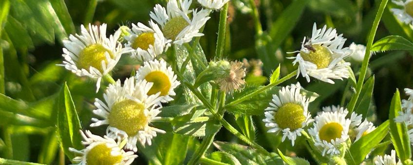Zomerfijnstraal - Erigeron annuus