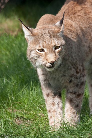 Lynx